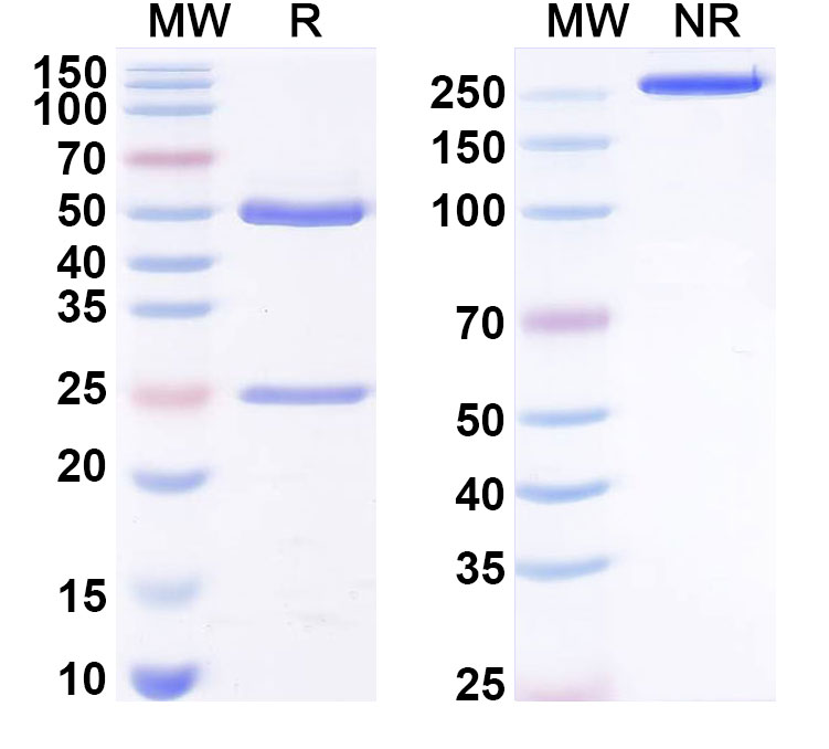 SDS-PAGE for Anti-Human oxLDL Monoclonal Antibody, SAA0553