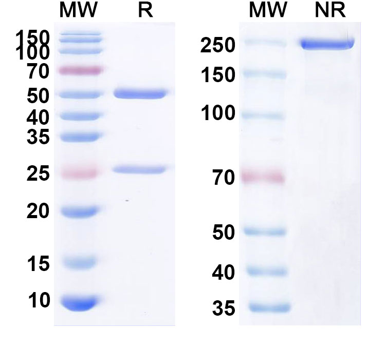 SDS-PAGE for Anti-Human PADI4 Monoclonal Monoclonal Antibody (1A153)
