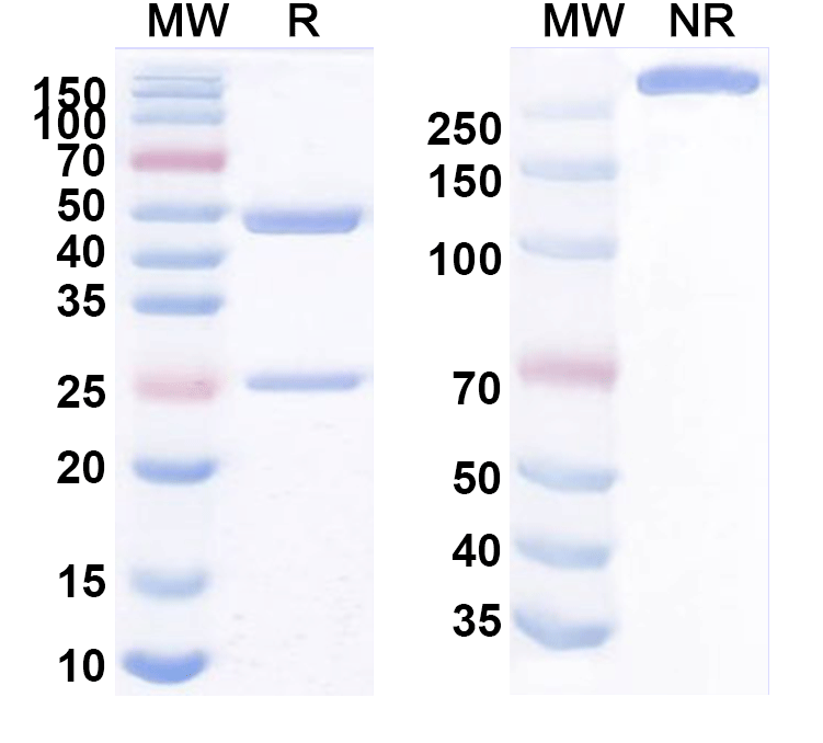 SDS-PAGE for Anti-Human pan-FZD Antibody (F6)