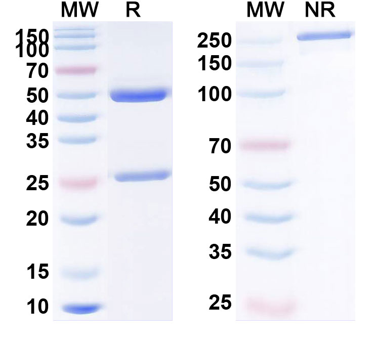 SDS-PAGE for Anti-Human PDGFB (MOR-8457)