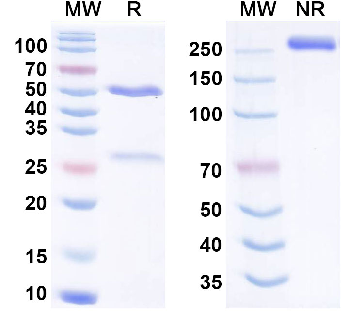 SDS-PAGE for Anti-Human PG II/PGC Monoclonal Antibody (1A290)