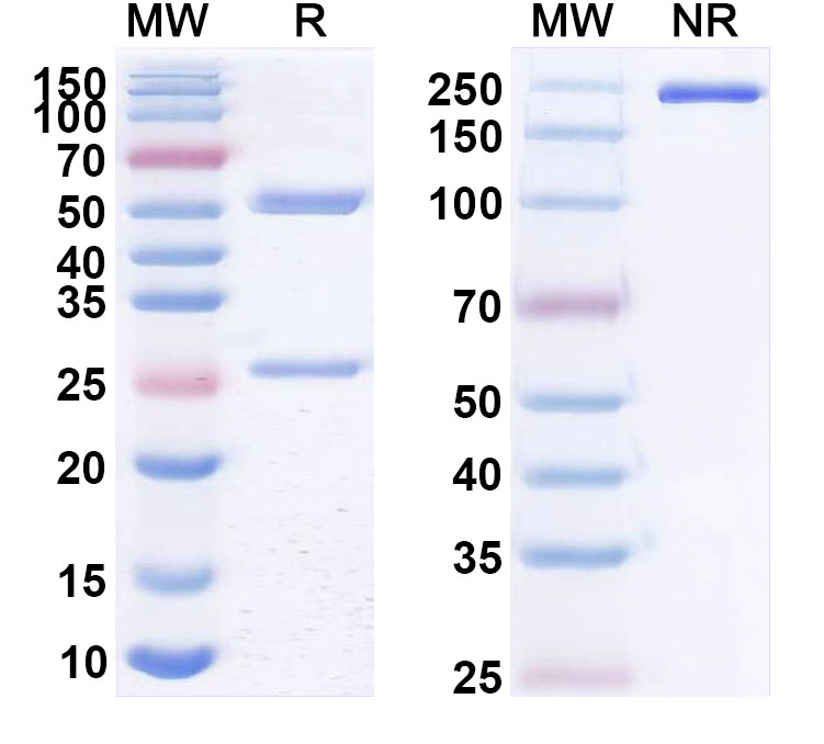 SDS-PAGE for Anti-Human PGLYRP1 Antibody (1F105)