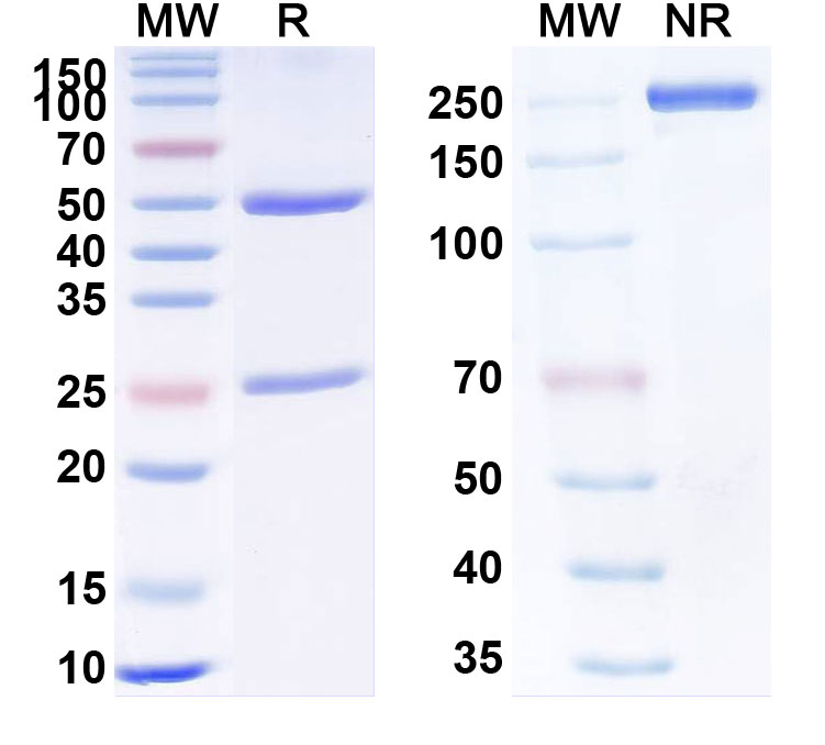 SDS-PAGE for Anti-Human PHOX2B Monoclonal Antibody (1A547)