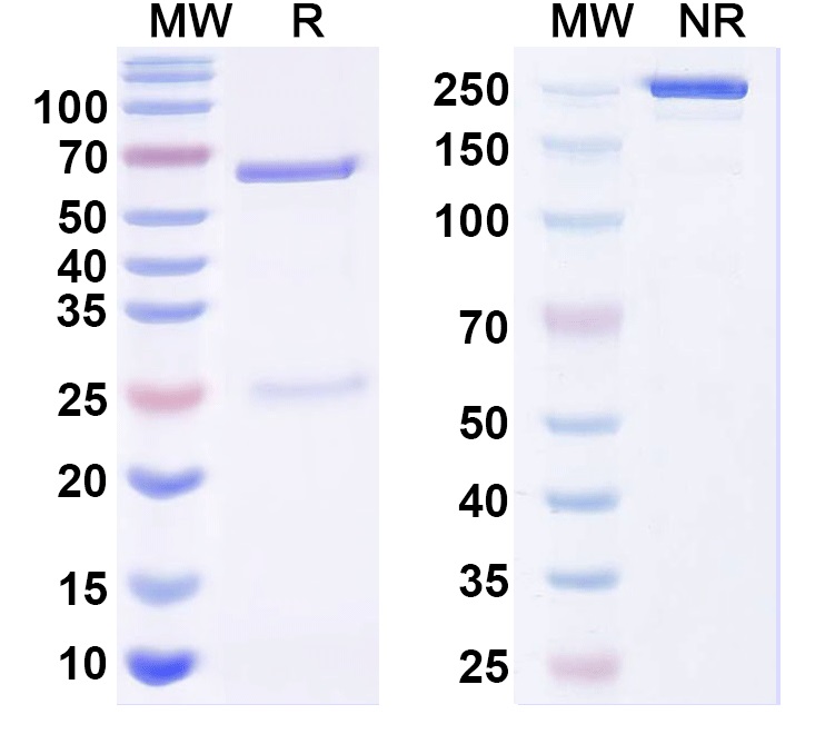 SDS-PAGE for Anti-Human PIP Monoclonal Antibody (1A568)
