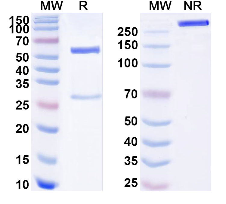 SDS-PAGE for Anti-Human PLG/Plasminogen Monoclonal Antibody (ABS1685)