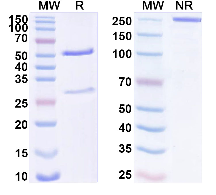SDS-PAGE for Anti-Human PLVAP Antibody (ABS1892)