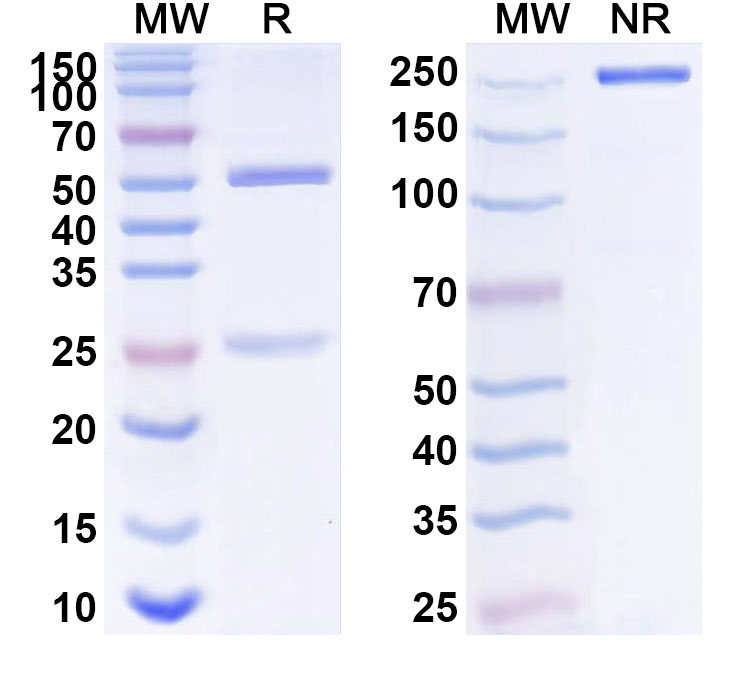 SDS-PAGE for Anti-Human POLR1A Antibody (ABS0216)