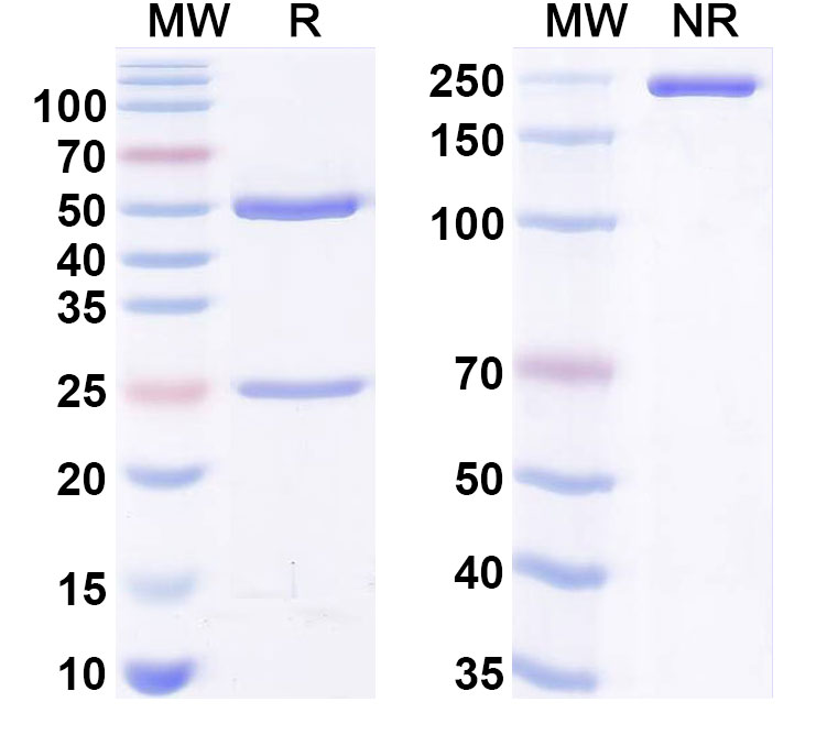 SDS-PAGE for Anti-Human POSTN/OSF-2 Antibody (1E1#)