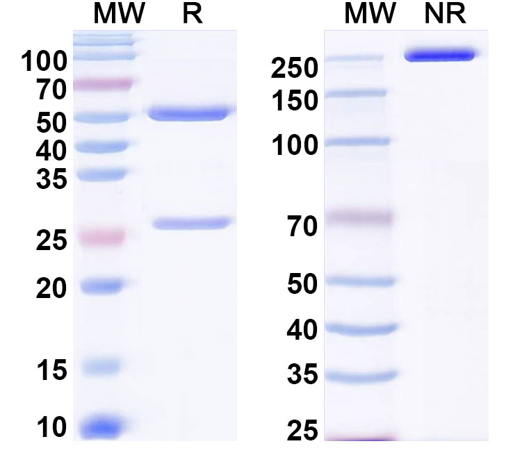 SDS-PAGE for Anti-Human POSTN/OSF-2 Antibody (LG2)