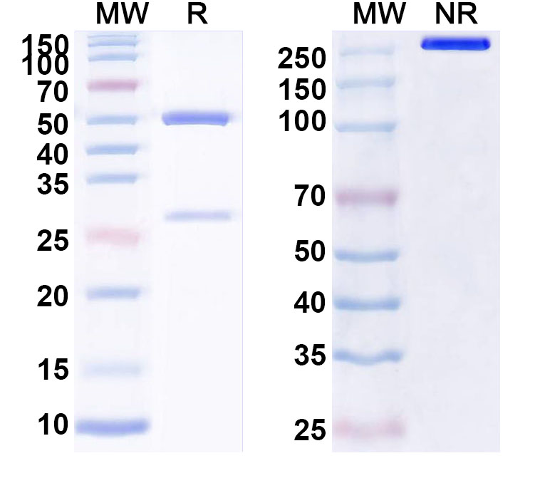 SDS-PAGE for Anti-Human PRDX6 Antibody (ABS1834)