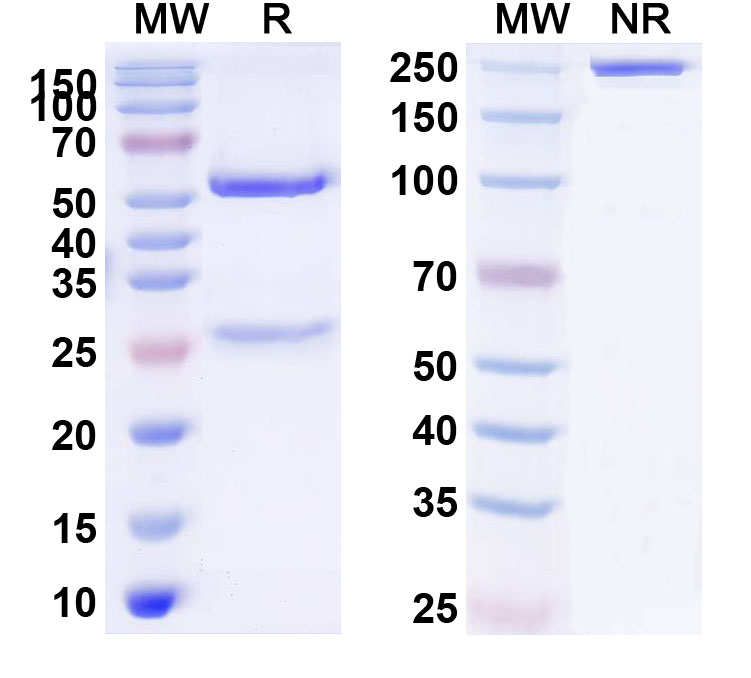 SDS-PAGE for Anti-Human PRMT3 IP Antibody (SAA0218)