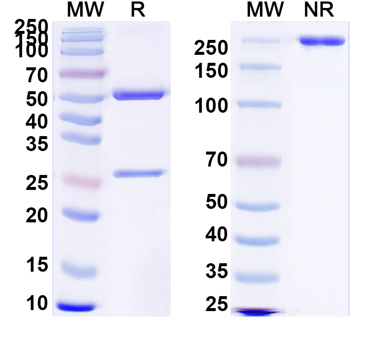 SDS-PAGE for Anti-Human PSA/KLK3 Antibody (SAA0480)