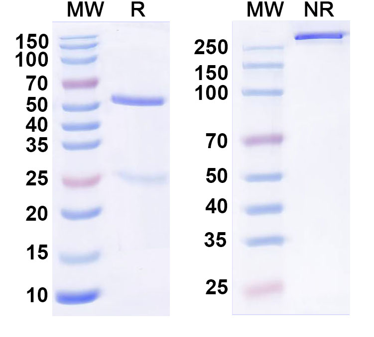 SDS-PAGE for Anti-Human PSEN2 Monoclonal Antibody (1A529)