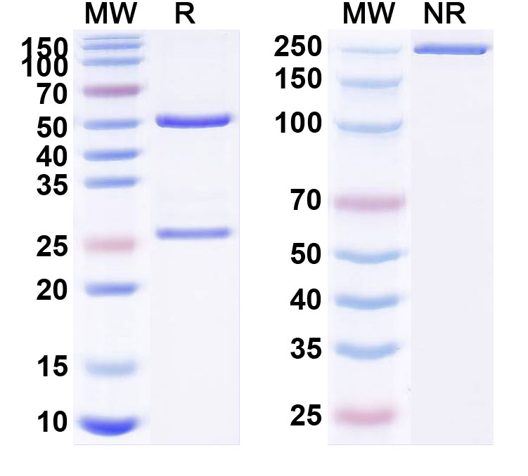 SDS-PAGE for Anti-Human PTH (ABX-PTH)