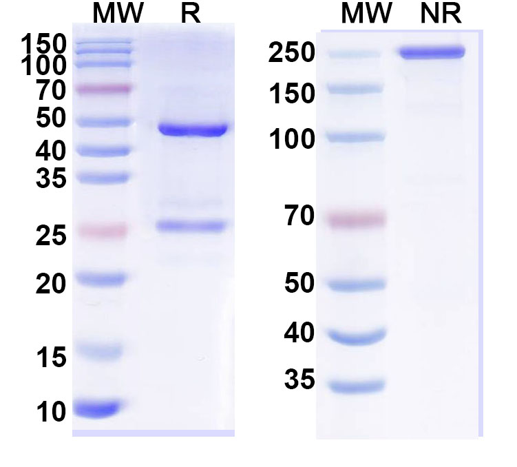 SDS-PAGE for Anti-Human PTHrP/PTHLH (1-34) Antibody (SAA0327)
