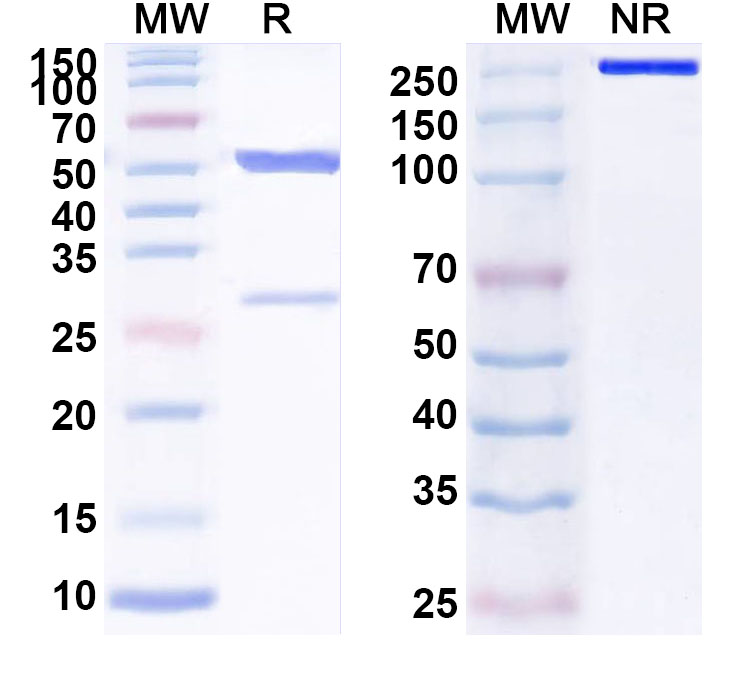 SDS-PAGE for Anti-Human PTPRB Monoclonal Antibody (ABS1977)