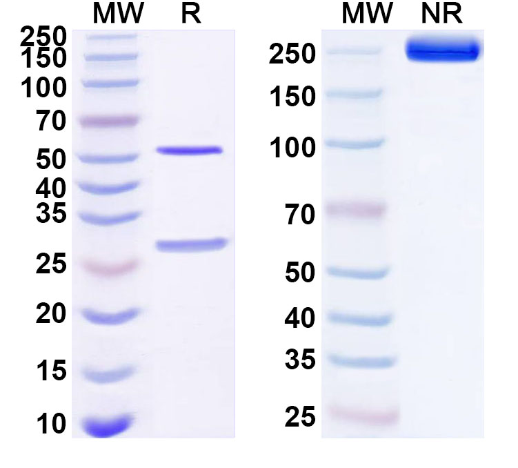 SDS-PAGE for Anti-Human PTPRS Monoclonal Antibody (ABS1267)