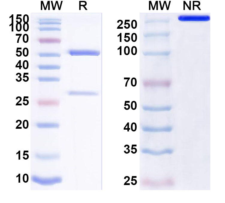 SDS-PAGE for Anti-Human PTX3 Antibody (ABS1729)