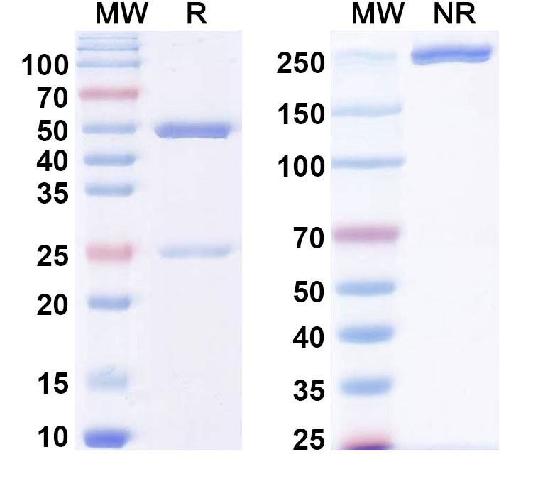 SDS-PAGE for Anti-Human QSOX1 Antibody (ABS1570)