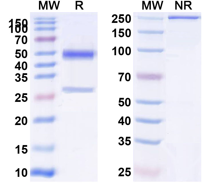 SDS-PAGE for Anti-Human RAB39B Monoclonal Antibody (1A443)