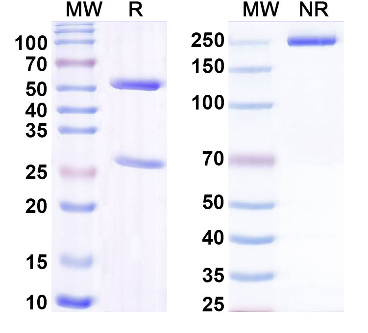 SDS-PAGE for Anti-Human RAMP3 Antibody (ABS1441)