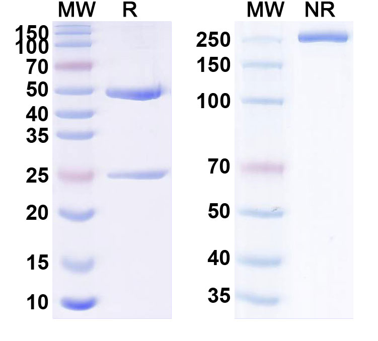 SDS-PAGE for Anti-Human RAMP3 Antibody (SAA2365)