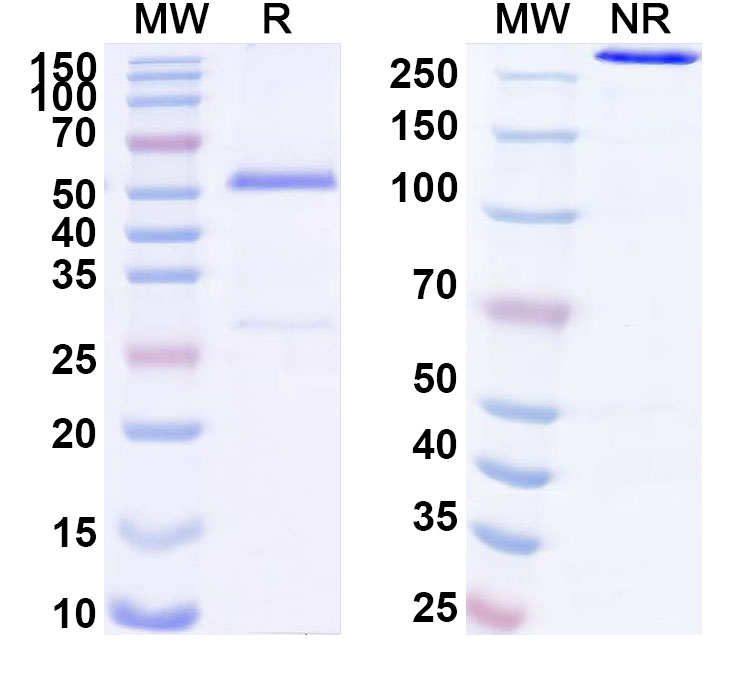 SDS-PAGE for Anti-Human REG4 Antibody (ABS0445)