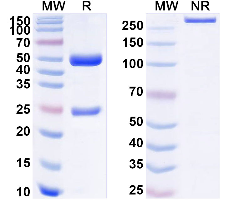 SDS-PAGE for Anti-Human RET/c-RET Monoclonal Antibody (ABS0394)