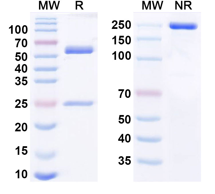 SDS-PAGE for Anti-Human Reticulon-4/RTN4 Monoclonal Antibody (NG-101)