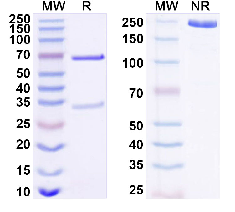 SDS-PAGE for Anti-Human RSPO1 Antibody (ABS1133)