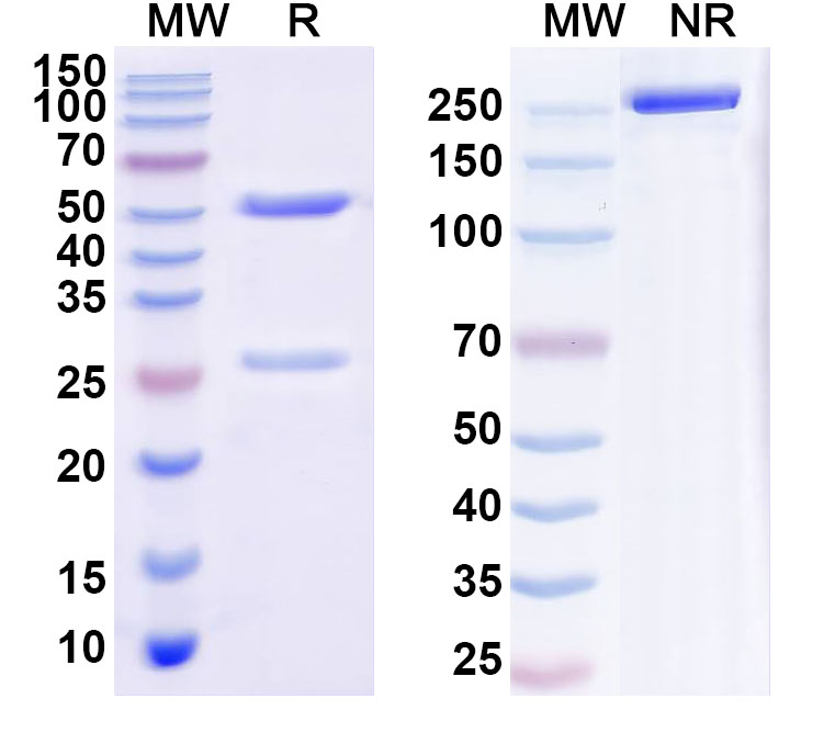 SDS-PAGE for Anti-Human RSPO2 Recombinant Antibody (h130M23-H1L6)