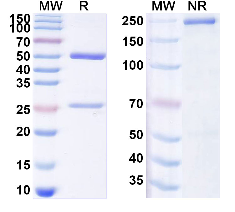 SDS-PAGE for Anti-Human RXFP1/LGR7 Monoclonal Antibody (ABS1641)