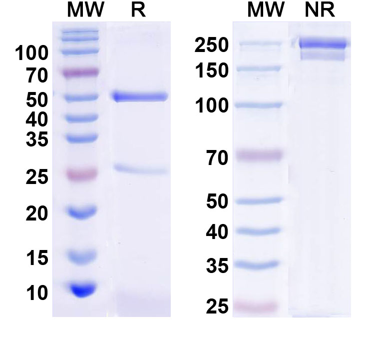 SDS-PAGE for Anti-Human S100A10 Monoclonal Antibody (1A534)