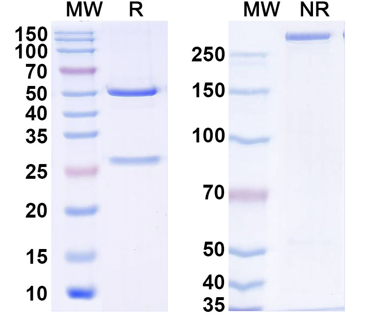 SDS-PAGE for Anti-Human S100B Monoclonal Antibody (1A102)