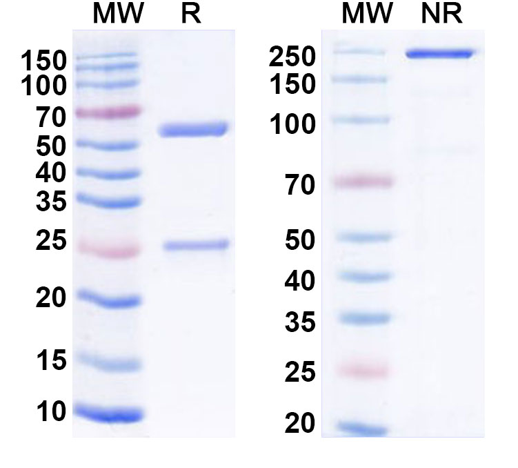 SDS-PAGE for Anti-Human S1PR3 Monoclonal Antibody (AS55)