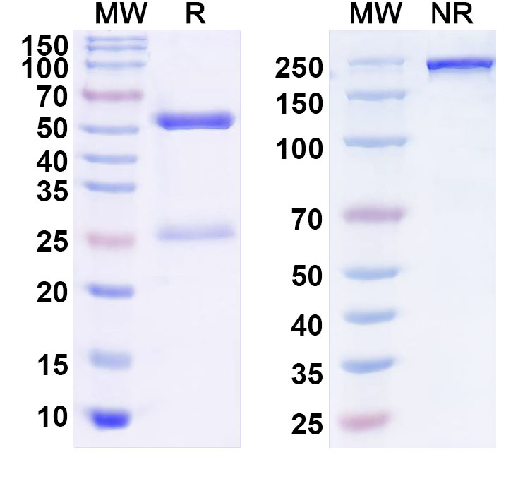 SDS-PAGE for Anti-Human SCMH1 IP Antibody (SAA0219)