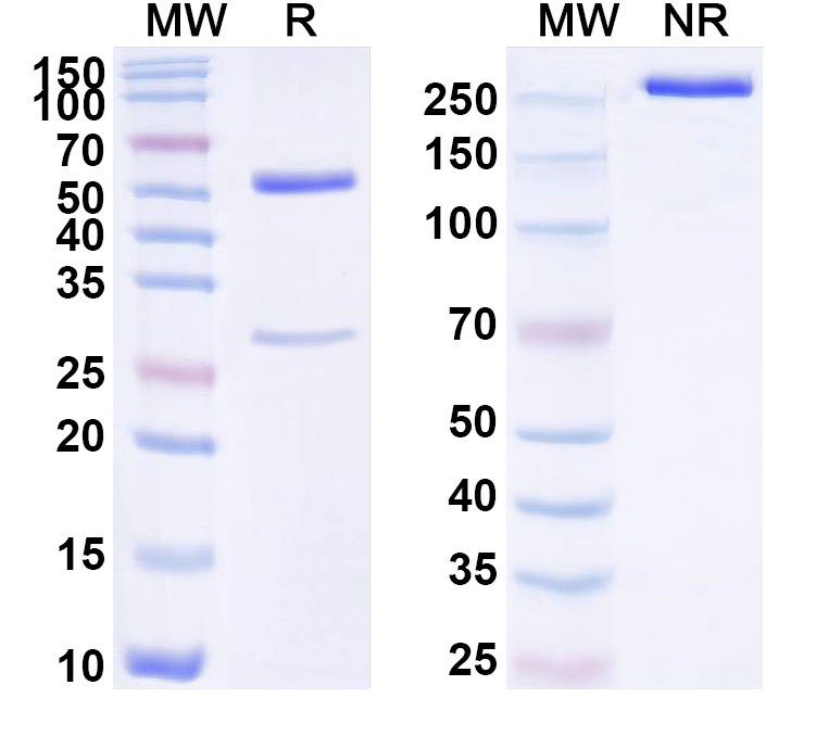 SDS-PAGE for Anti-Human SEMA3A Antibody (ABS1531)