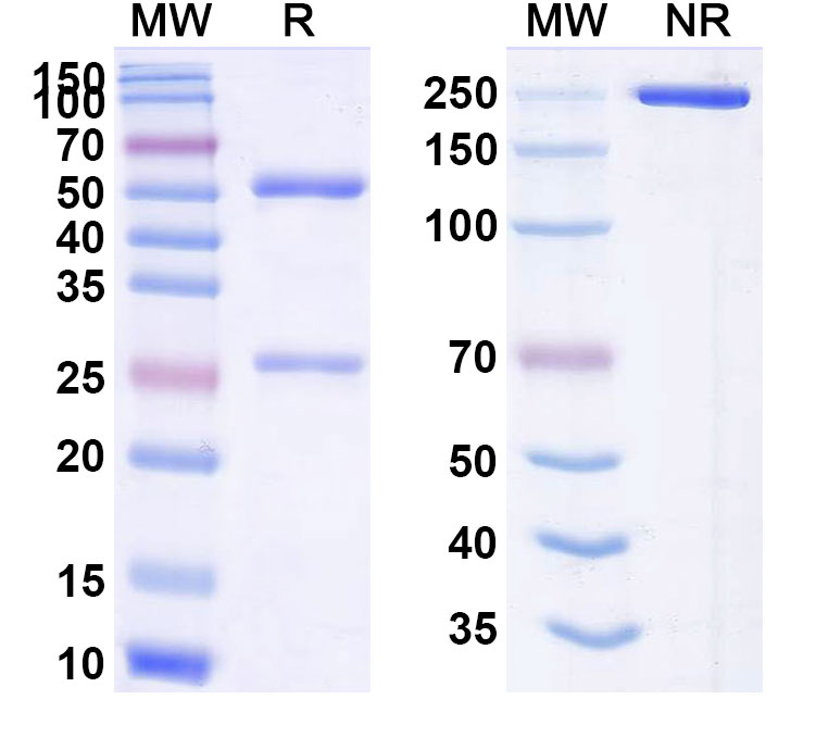 SDS-PAGE for Anti-Human SERPINA3 Monoclonal Antibody (1A703)