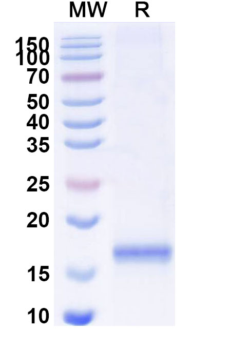 SDS-PAGE for Anti-Human SERPINE1/PAI-1 VHH (SAA1098)