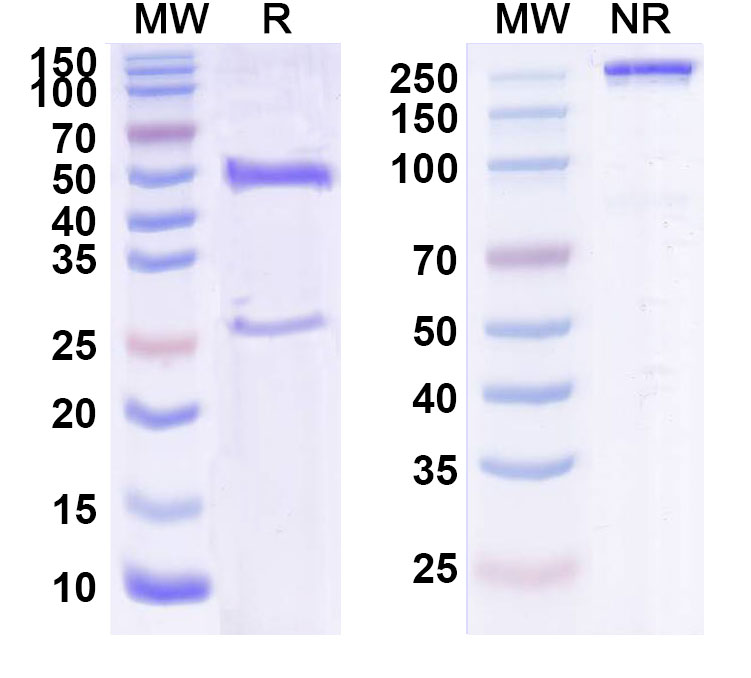 SDS-PAGE for Anti-Human SFTPB Monoclonal Antibody (1A555)