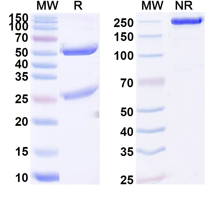 SDS-PAGE for Anti-Human SFXN3 Monoclonal Antibody (ABS1311)