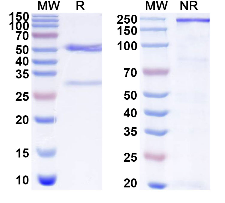 SDS-PAGE for Anti-Human SH3YL1 Antibody (ABS1428)