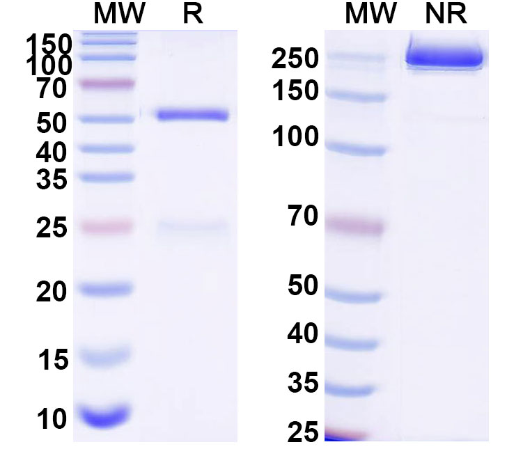 SDS-PAGE for Anti-Human SHBG Monoclonal Antibody (1A381)