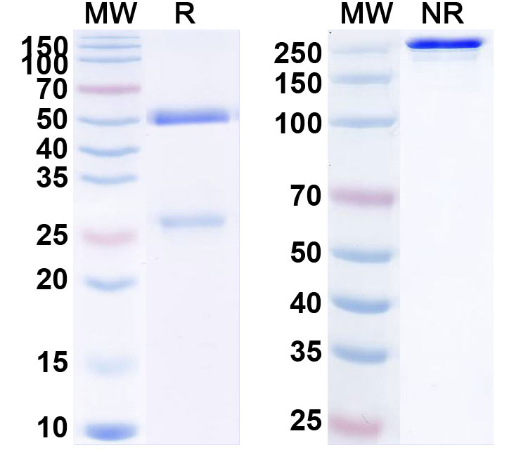 SDS-PAGE for Anti-Human SIGLEC15/CD33L3 Antibody (A9E8)