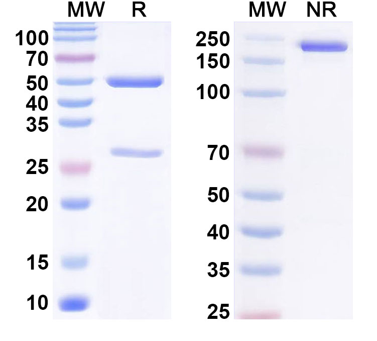 SDS-PAGE for Anti-Human SOST Antibody (AMG 167)