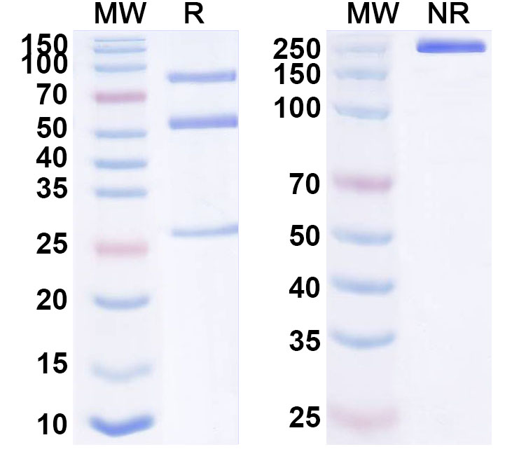 SDS-PAGE for Anti-Human SYK Monoclonal Antibody (ABS0585)