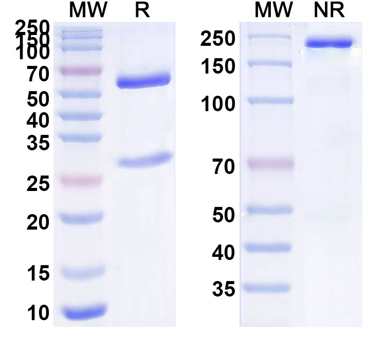 SDS-PAGE for Anti-Human TAFA5/FAM19A5 Antibody (ABS0286)