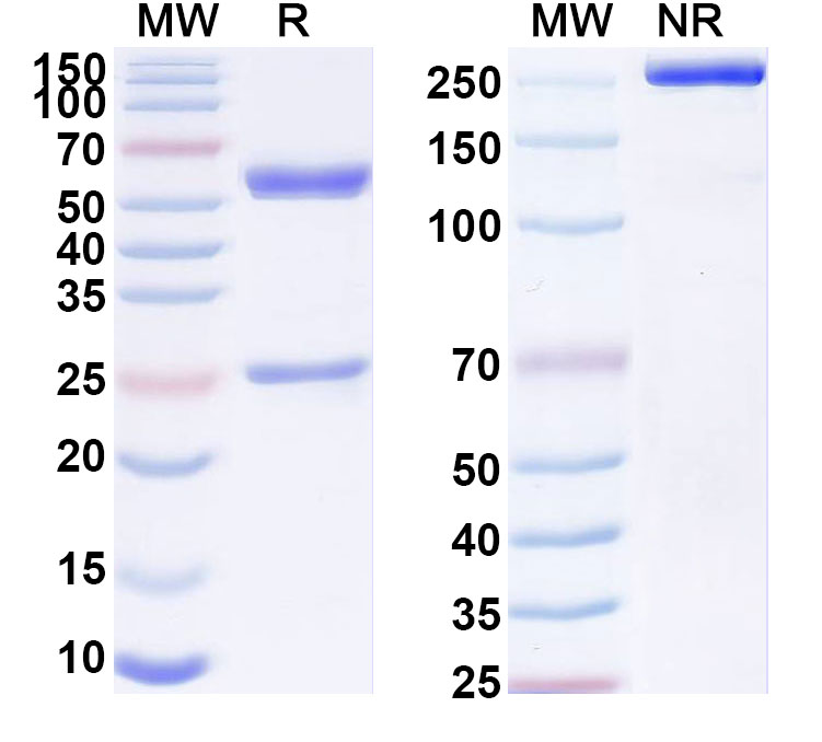 SDS-PAGE for Anti-Human TAG-72 Antibody (ACT19)