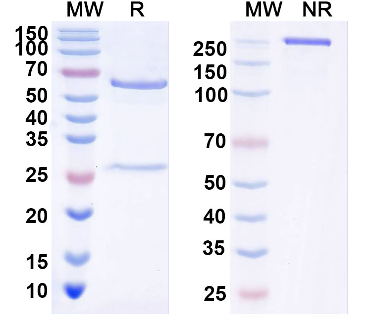 SDS-PAGE for Anti-Human TAT419 Antibody (hu5E9)