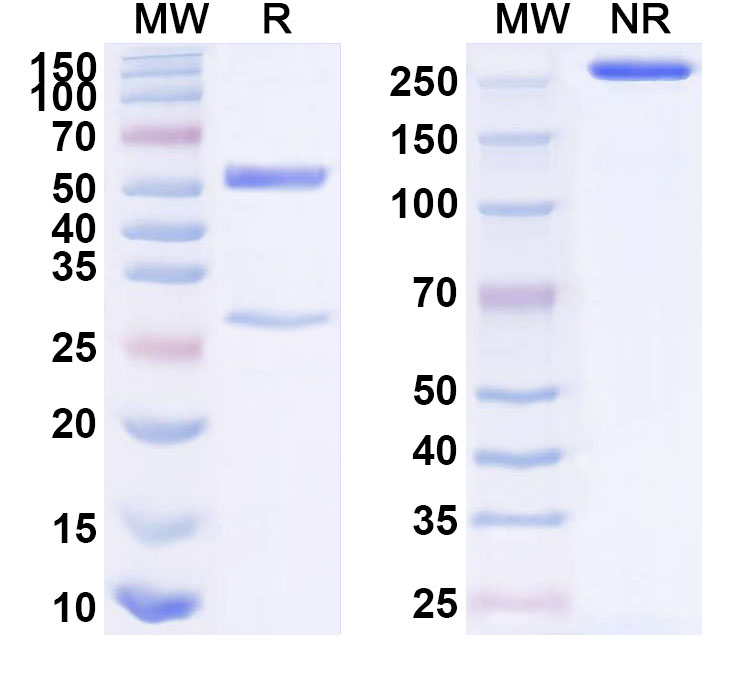 SDS-PAGE for Anti-Human TFF1 Monoclonal Antibody (1A511)